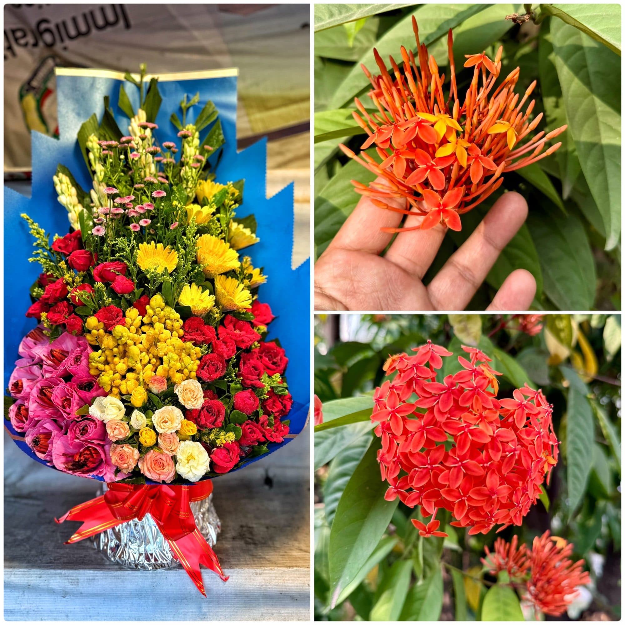 Flower market or garden, Dhaka