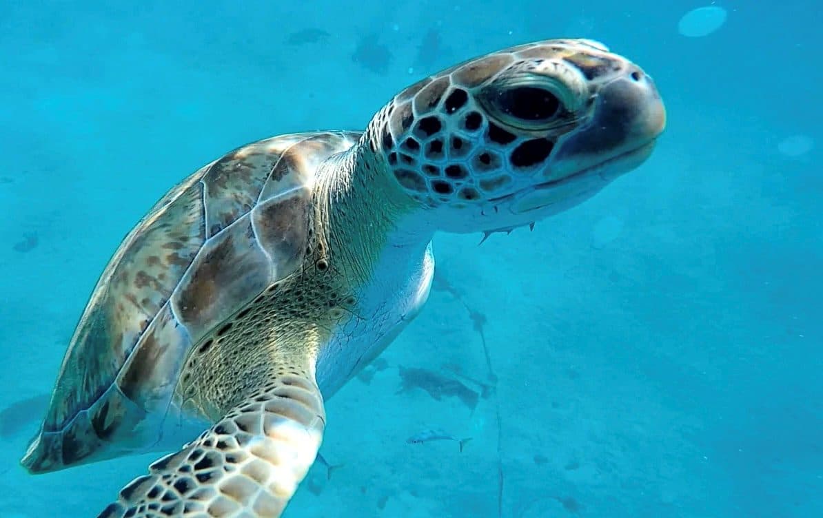 West Coast, Barbados (snorkelling)