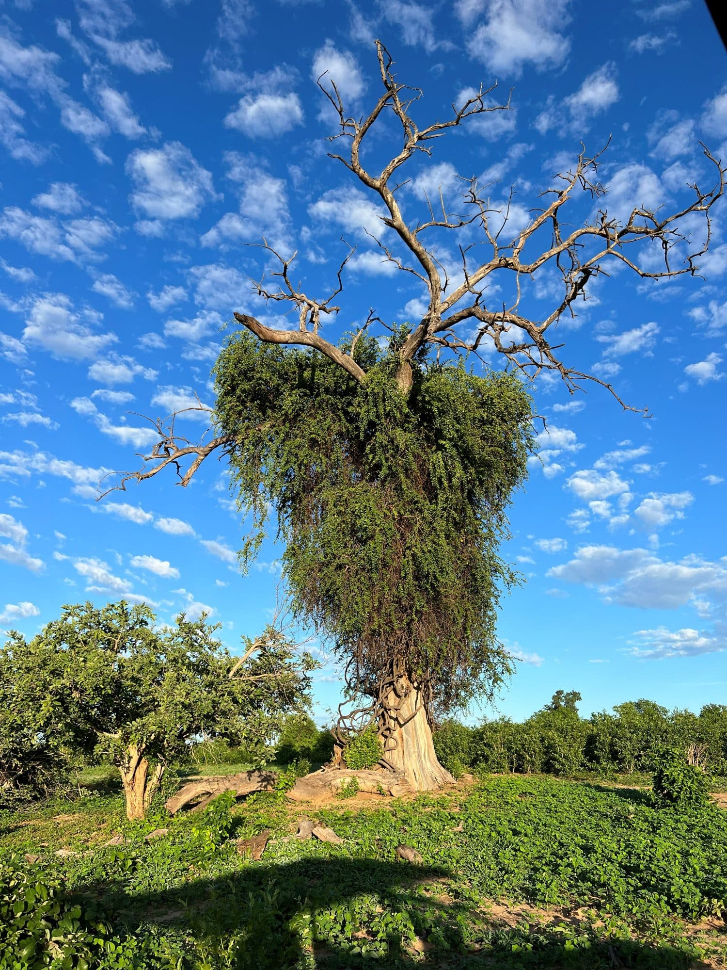 Botswana