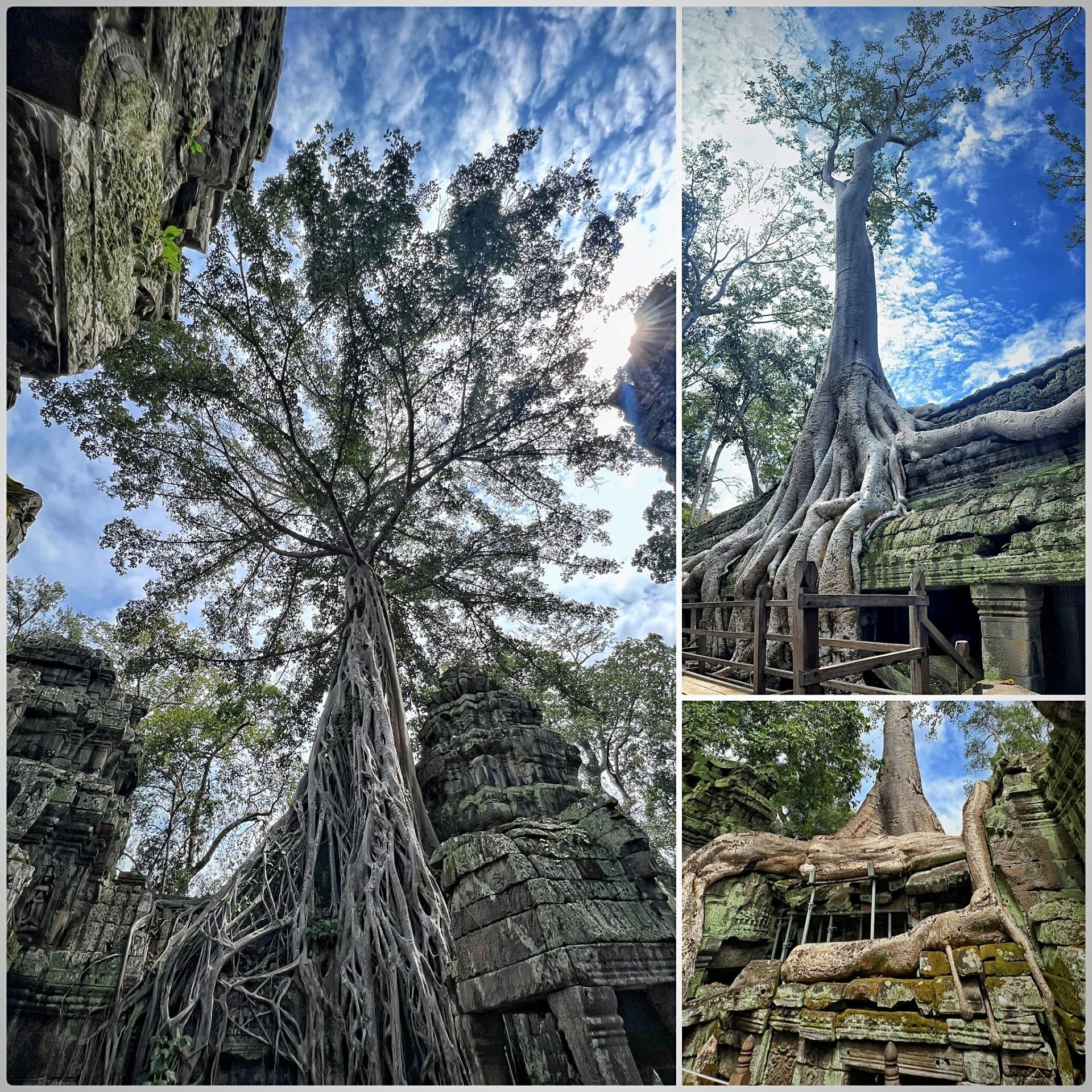 Ta Prohm, Angkor Archaeological Park