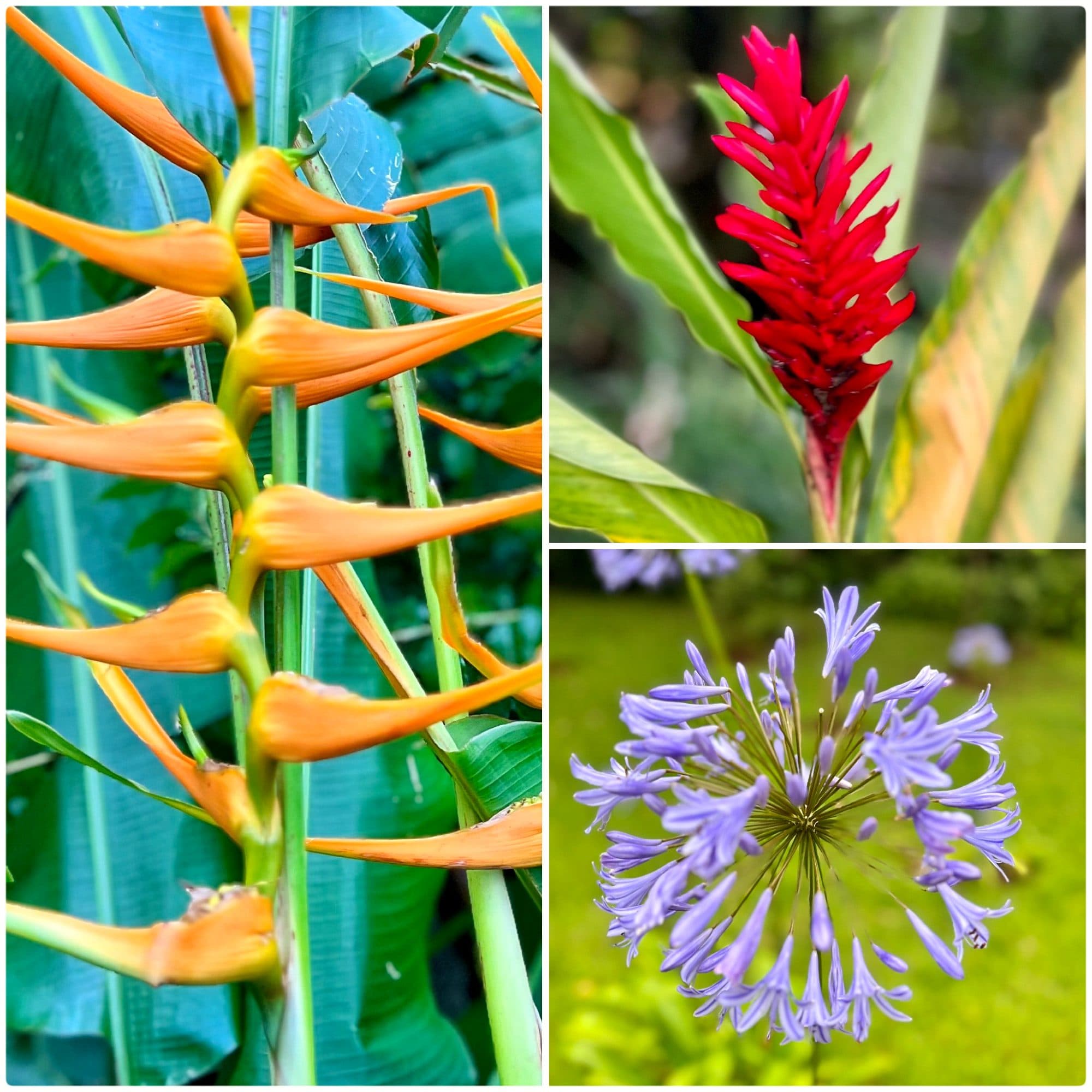 Botanical gardens, Mauritius