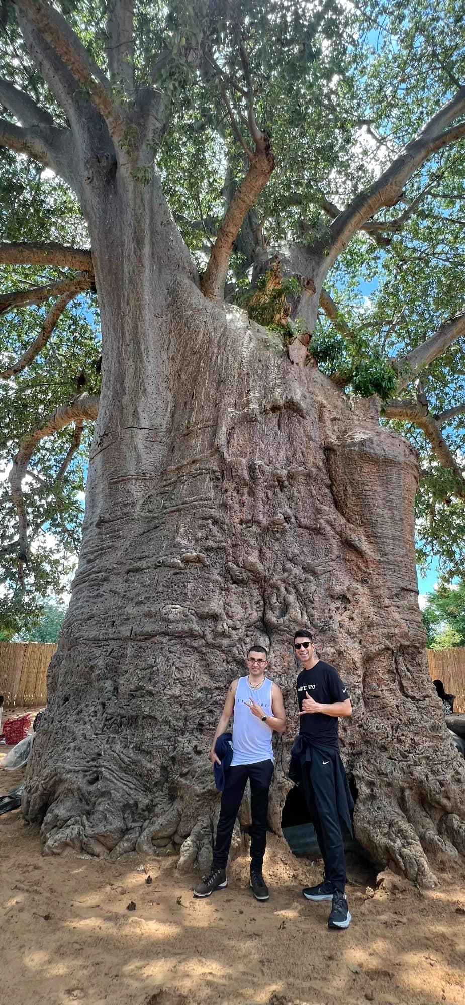 Baobab tree, Kavango region, Namibia