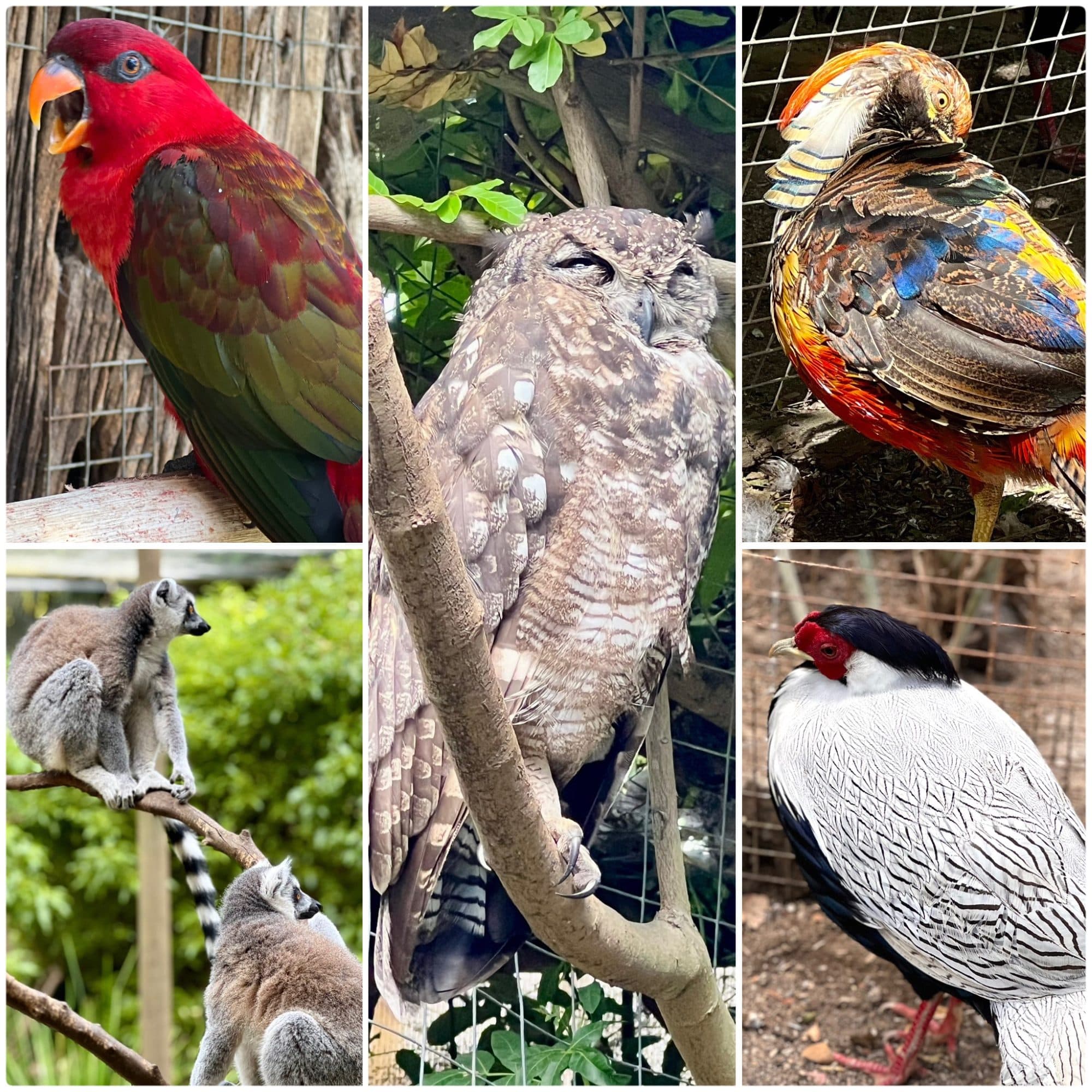 World of Birds, Hout Bay