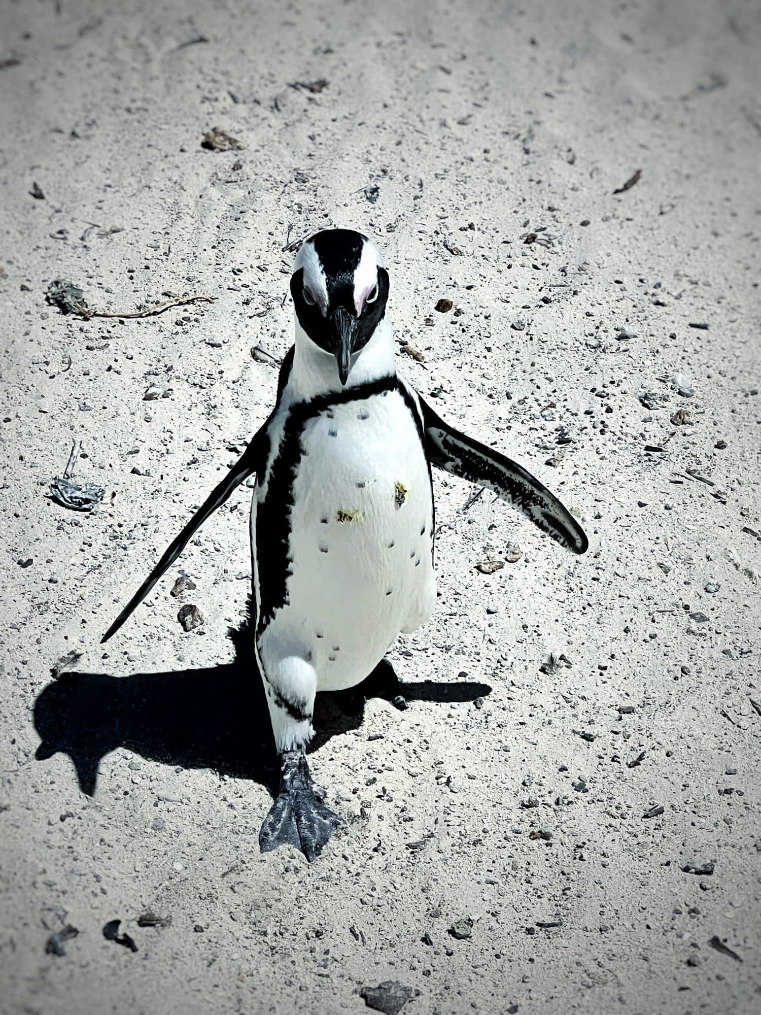 Boulders Beach, Simon's Town
