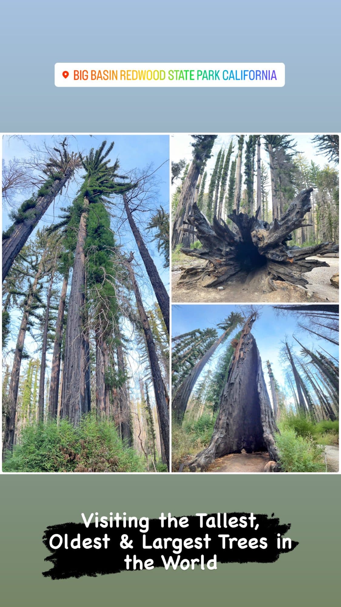 Big Basin Redwoods State Park, California